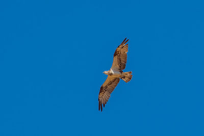 Low angle view of eagle flying against clear blue sky