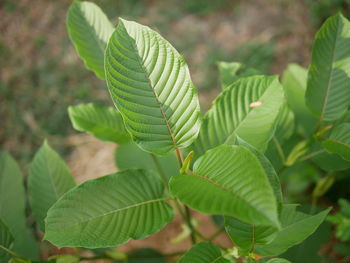 leaf