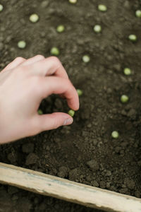 Cropped hand of person gardening