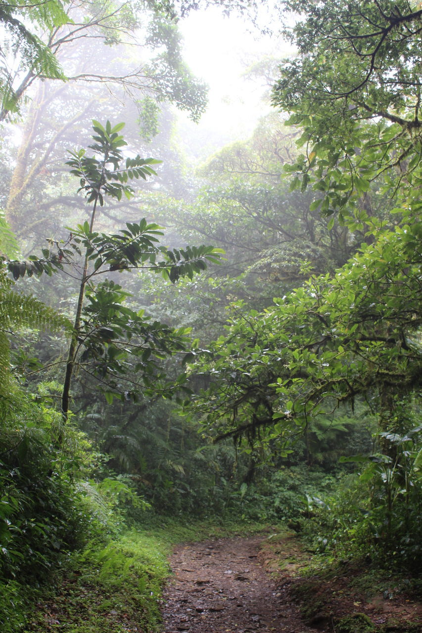 TRAIL AMIDST TREES IN FOREST