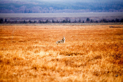 Bird on landscape