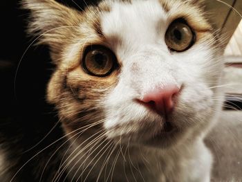 Close-up portrait of cat