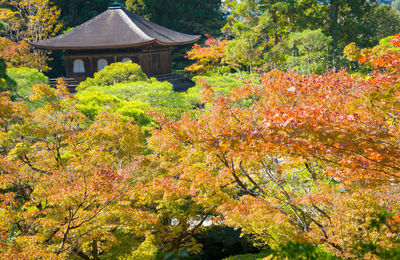 Plants and trees in park during autumn