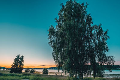 Tree by lake against clear sky during sunset