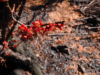 Close-up of red berries on plant