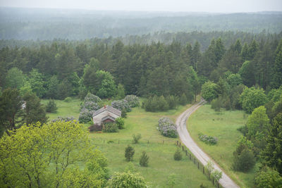 High angle view of trees in forest