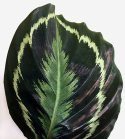 Close-up of fresh green leaf