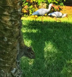 Bird perching on grass