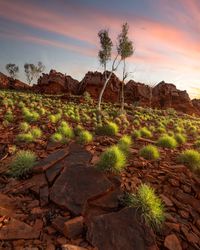 Scenic view of landscape against sky during sunset