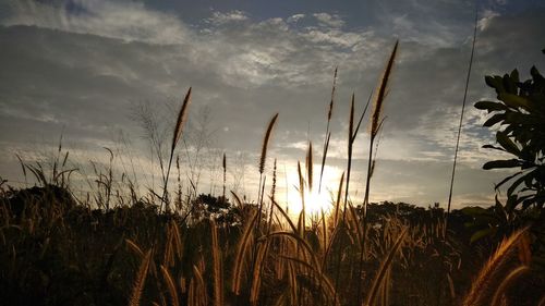 Scenic view of field against sky at sunset