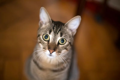 Portrait of tabby cat