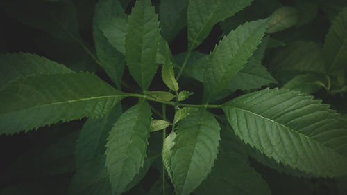 Full frame shot of leaves