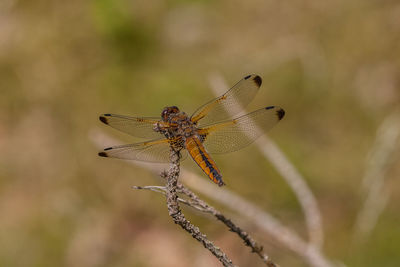 Close-up of insect