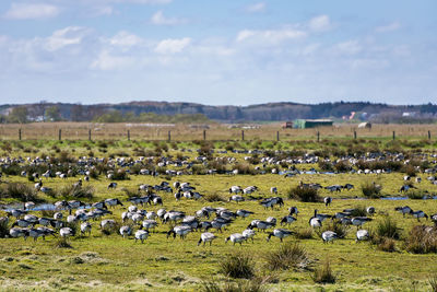 Flock of sheep grazing on field against sky