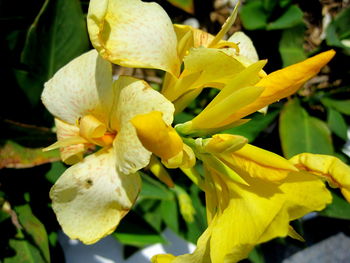 Close-up of yellow flowering plant