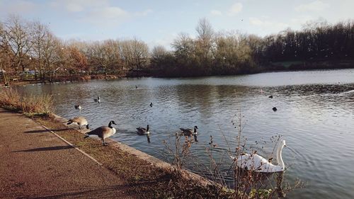 Birds in lake