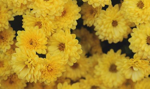 Close-up of yellow marigold