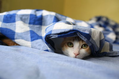 Portrait of cat resting on bed