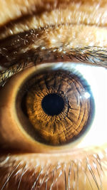 Full frame shot of human eye