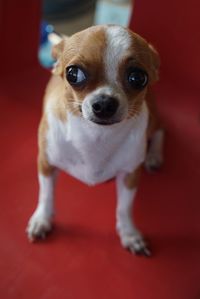 Close-up portrait of puppy