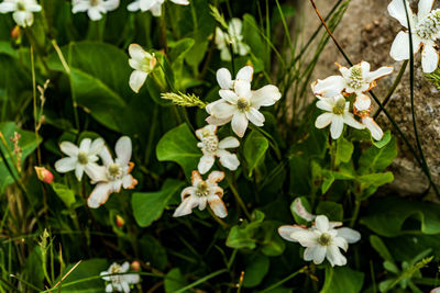 Close-up of white flowering plants