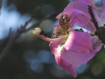 Close-up of pink roses blooming outdoors