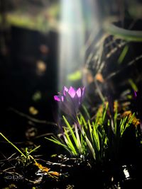 Close-up of purple crocus flowers