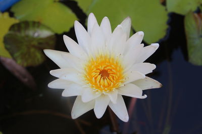 Close-up of white flower blooming outdoors