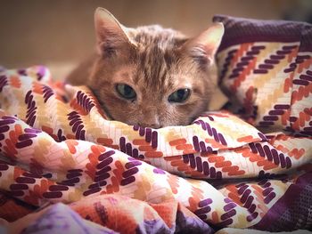Close-up portrait of cats