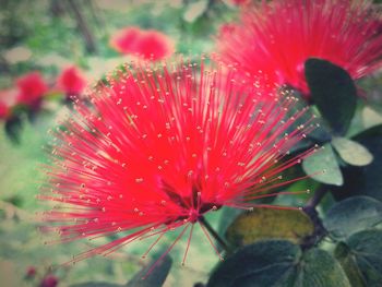 Close-up of red flower