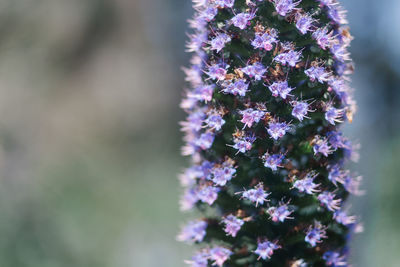 Close-up of purple flowers blooming outdoors