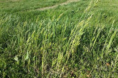 Grass growing on field