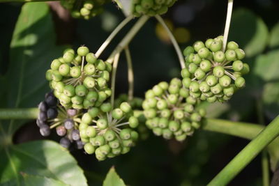 Close-up of grapes growing in vineyard