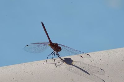 Close-up of insect against clear blue sky