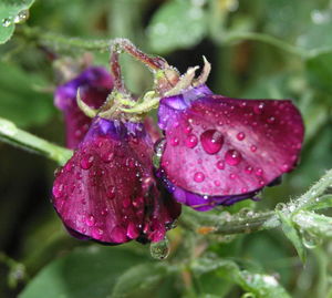 Close-up of wet purple flower blooming outdoors