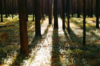 Trees in forest