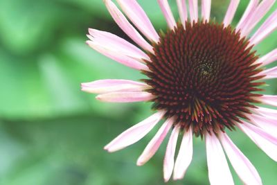 Close-up of pink flower