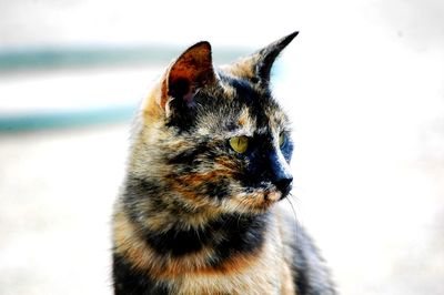 Close-up of a cat looking away