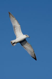 Low angle view of seagull flying