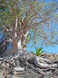 Low angle view of tree against sky