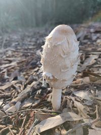 Close-up of mushroom growing on field