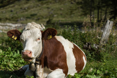 Close-up of cattle sitting on field