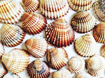 Full frame shot of shells