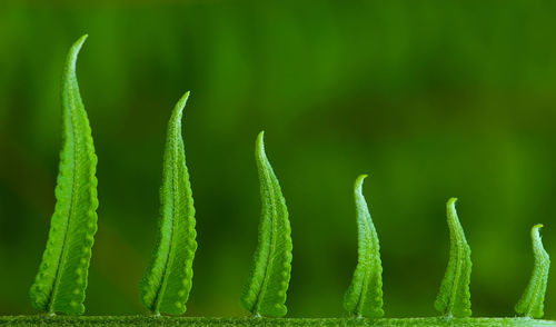 Exotic green tropical ferns with shallow depth of field