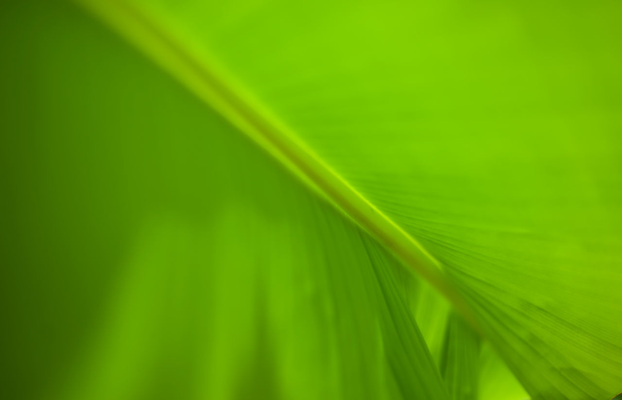 green, leaf, plant part, grass, plant, yellow, no people, nature, backgrounds, beauty in nature, palm tree, close-up, sunlight, palm leaf, growth, freshness, tropical climate, full frame, macro photography, environment, tree, flower, outdoors, leaf vein, vibrant color, frond, line, extreme close-up, foliage, lush foliage, pattern, textured, botany, macro, petal, day, copy space