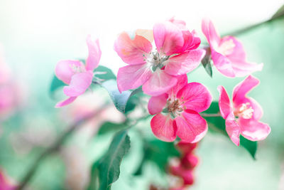 Close-up of pink cherry blossoms