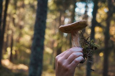 Cropped hand holding mushroom at forest