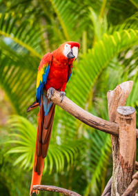 Bird perching on a branch