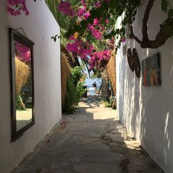 Narrow walkway along trees