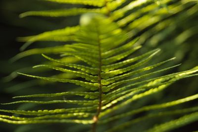 Close-up of leaves against blurred background